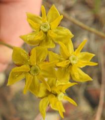 Asclepias aurea