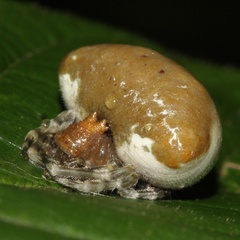 Mastophora phrynosoma