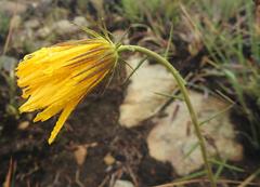 Berkheya subulata