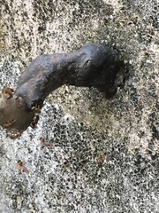 Tetragonisca angustula