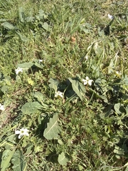 Jaborosa runcinata