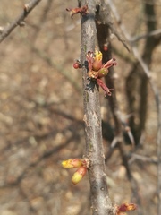 Commiphora schimperi