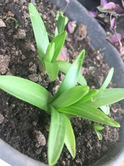 Lilieae