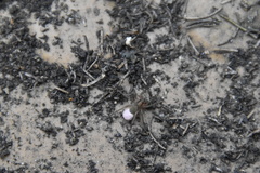 Trabea paradoxa