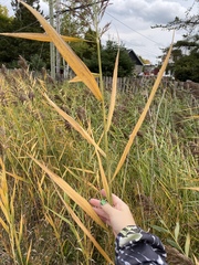 Phragmites australis