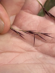 Phragmites australis