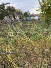 Phragmites australis
