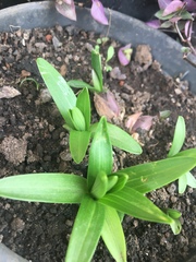 Lilieae