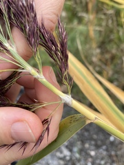 Phragmites australis