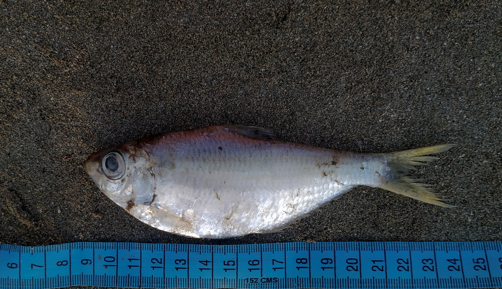 Indian ilisha (Ilisha melastoma) — Pristigasteridae