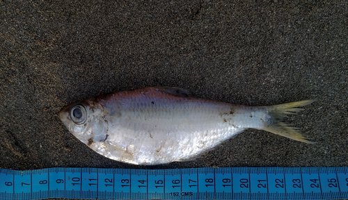 Indian ilisha (Ilisha melastoma) — Pristigasteridae