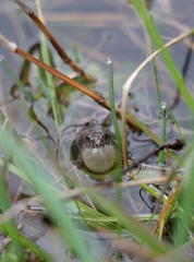 Pseudopaludicola falcipes
