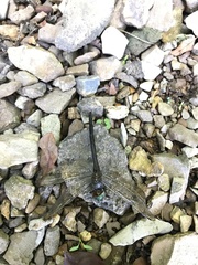 Somatochlora tenebrosa