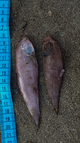 Cynoglossus macrostomus observed 2019-12-02