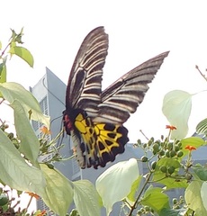 Troides minos