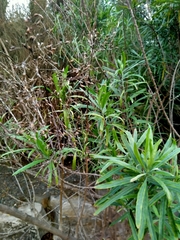 Convolvulus floridus