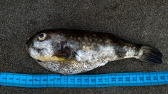 Chelonodontops patoca