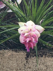 Tillandsia stricta