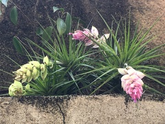 Tillandsia stricta