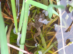 Pseudopaludicola falcipes