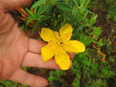 Hypericum revolutum revolutum