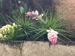 Tillandsia stricta