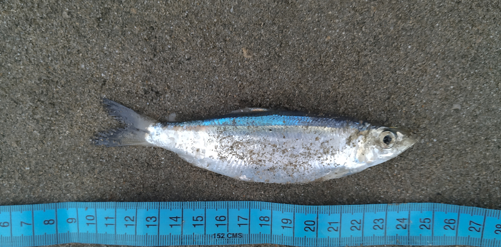 Rainbow Sardine