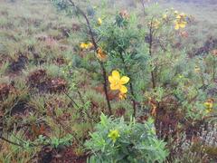 Hypericum revolutum revolutum