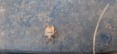 Diceraeus