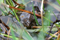 Pseudopaludicola falcipes