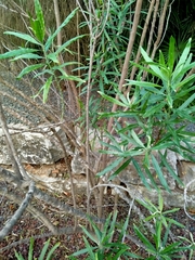 Convolvulus floridus