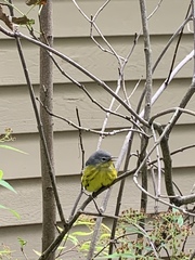 Setophaga magnolia