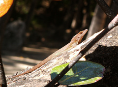 Anolis terraealtae