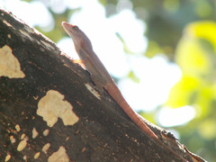 Anolis terraealtae
