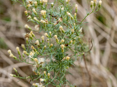 Baccharis texana