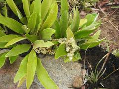 Parinari capensis capensis