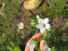 Lobostemon glaucophyllus