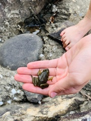 Lithobates catesbeianus