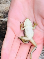 Lithobates catesbeianus