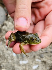 Lithobates catesbeianus