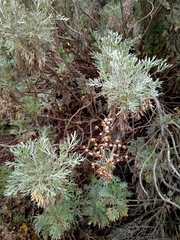 Artemisia argentea