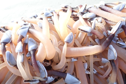 photo of Pelagic Gooseneck Barnacle (Lepas anatifera)