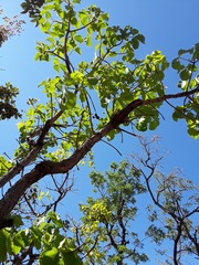 Caryocar brasiliense