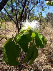 Caryocar brasiliense