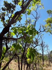 Caryocar brasiliense