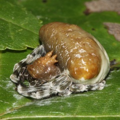 Mastophora phrynosoma