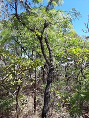 Dalbergia miscolobium