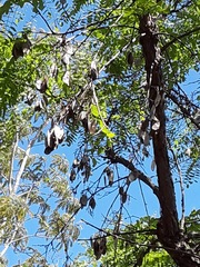 Dalbergia miscolobium