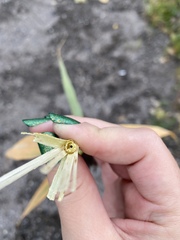 Phragmites australis