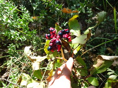 Paeonia mascula